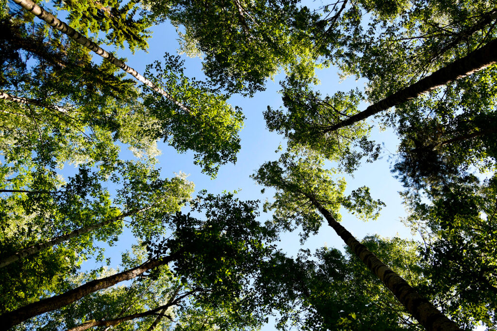 Puita ja sininen taivas.