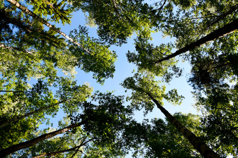 Puita ja sininen taivas.